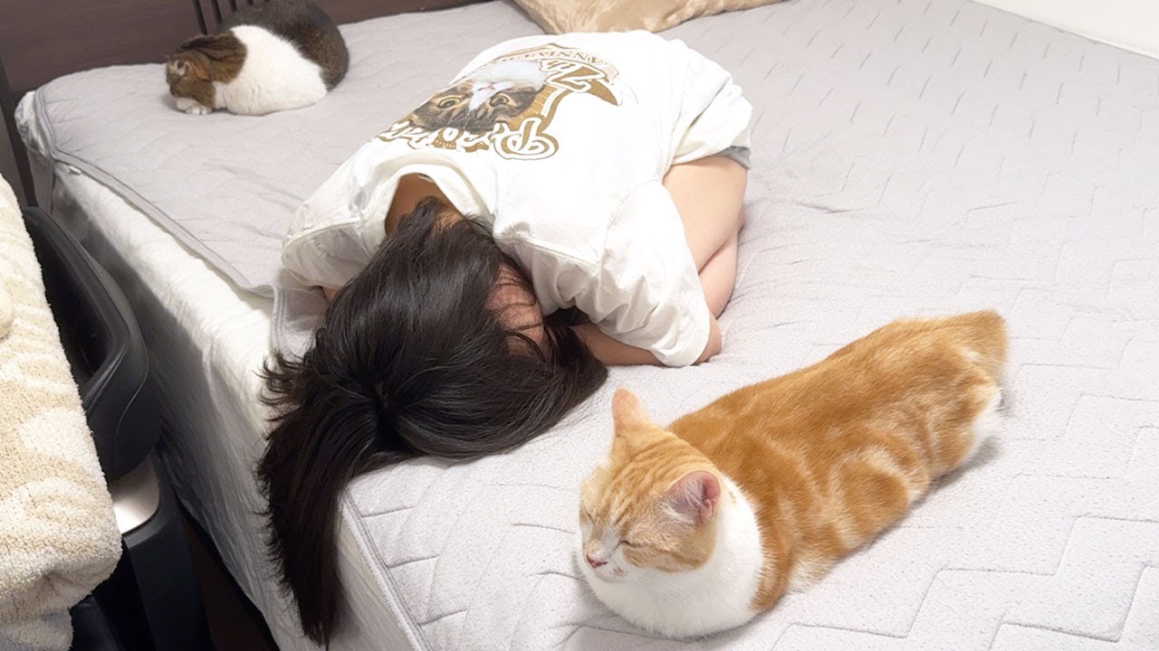 ゲスト猫のむぎくんたちと遊んでいて寝落ちしちゃったママがこちらです…