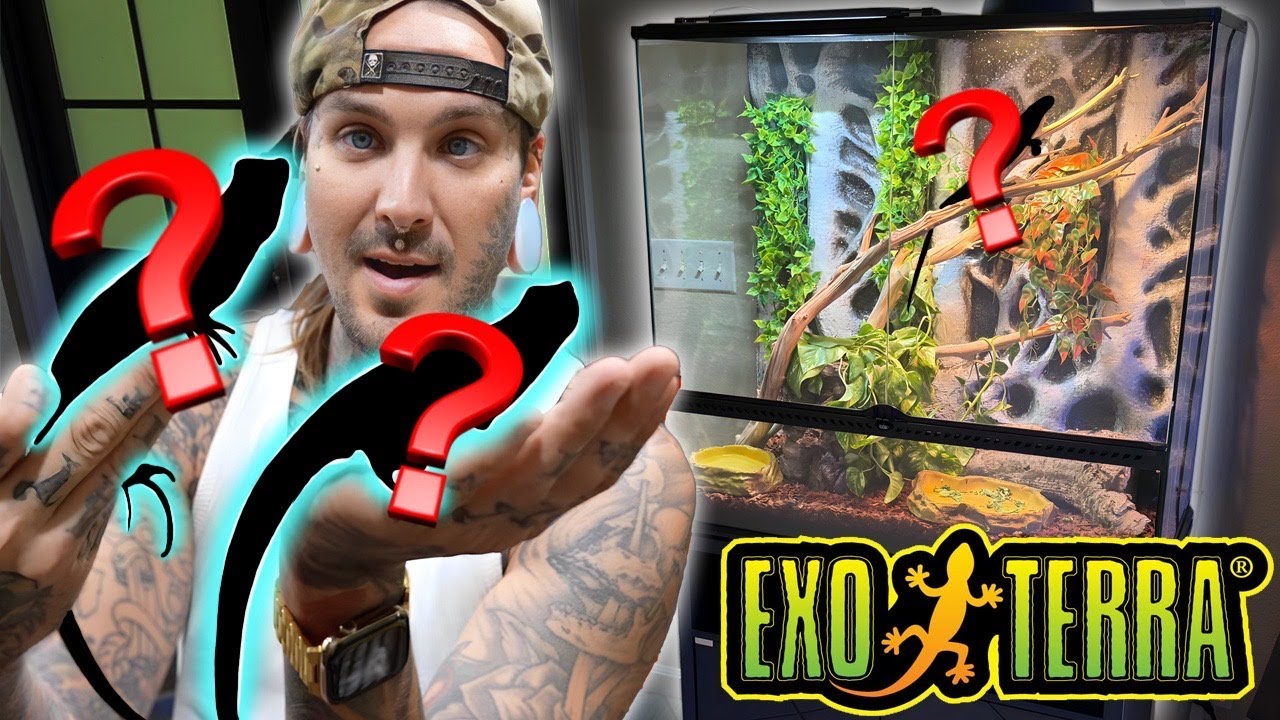 NEW EXOTERRA Enclosure setup for some Cute Baby Lizards!
