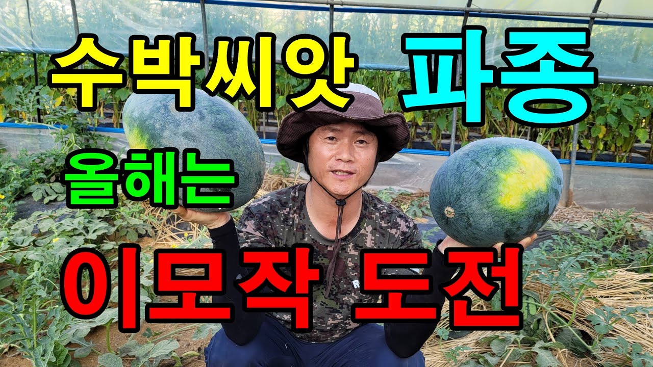 이모작 도전 / 블랙망고수박, 참외 파종방법/모종만드는 방법/ 너무 맛있어서 올해는 싹틔워 심어요
