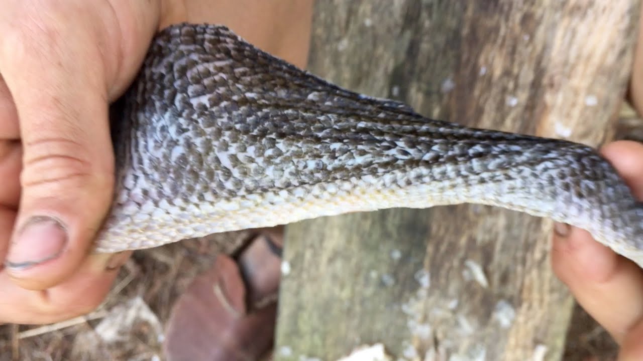 Tanning Fish Skins - Way of the Earth School