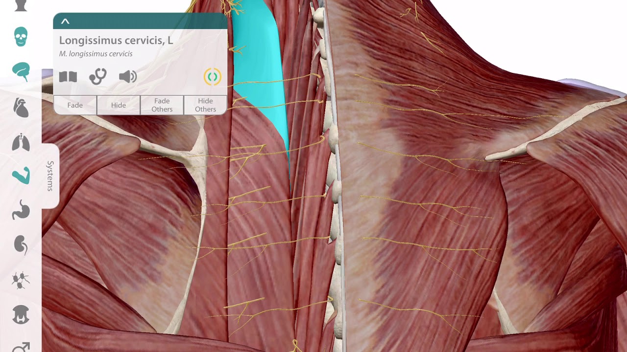 Frozen Shoulder, Neck Pain & Nerve Pain