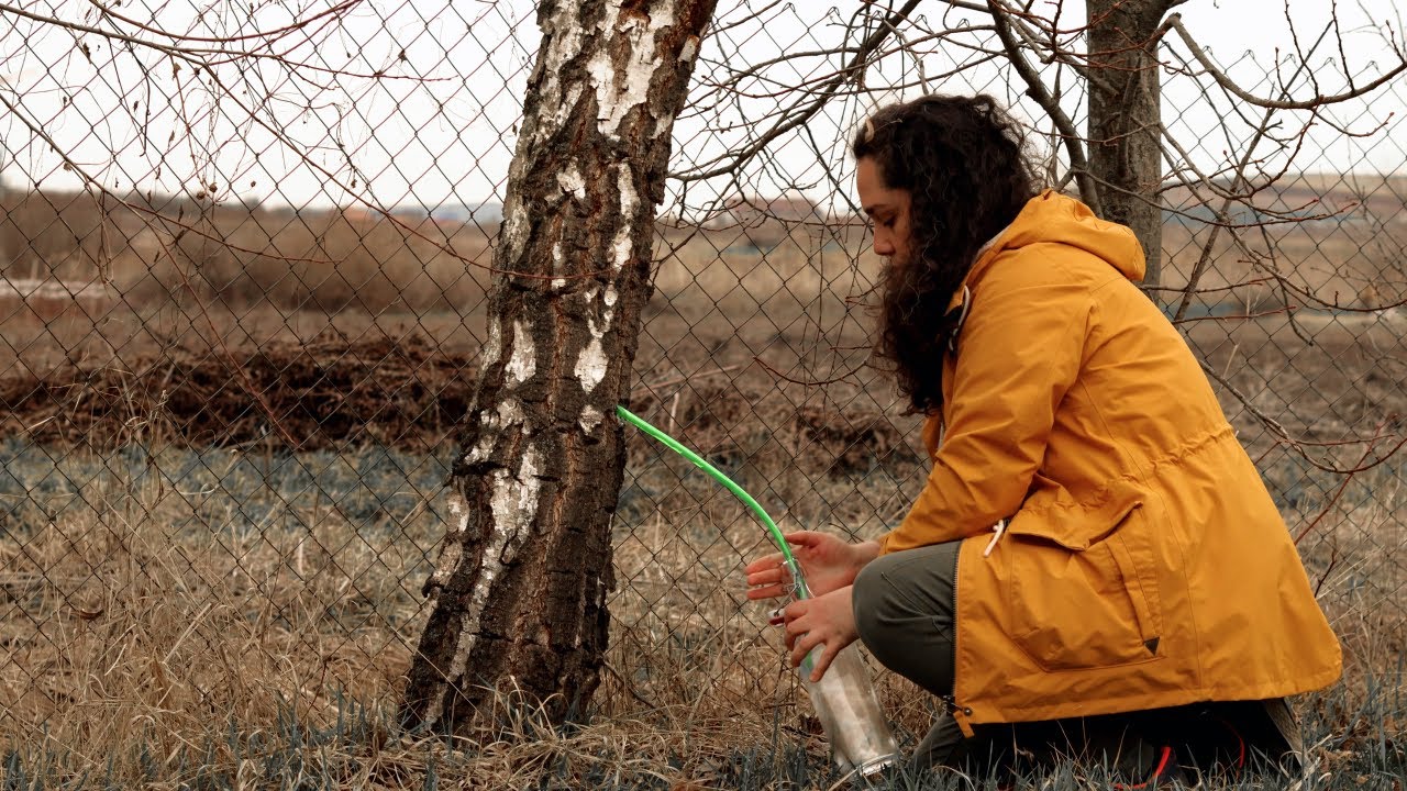 What happens if you tap a birch tree in early spring?
