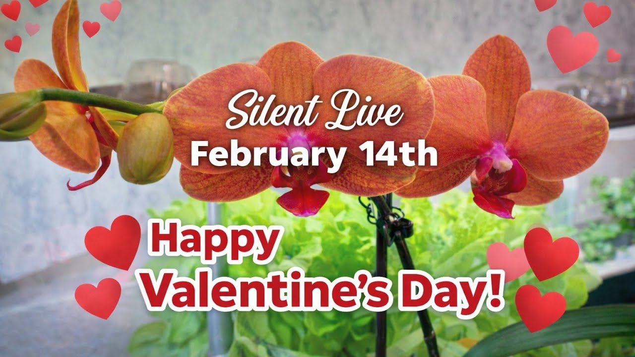 Silent Indoor Live 🌸 February 14th | Happy Valentine’s Day 💕