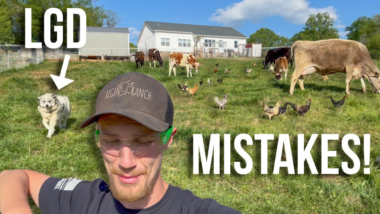 We almost messed up our livestock guardian dogs!