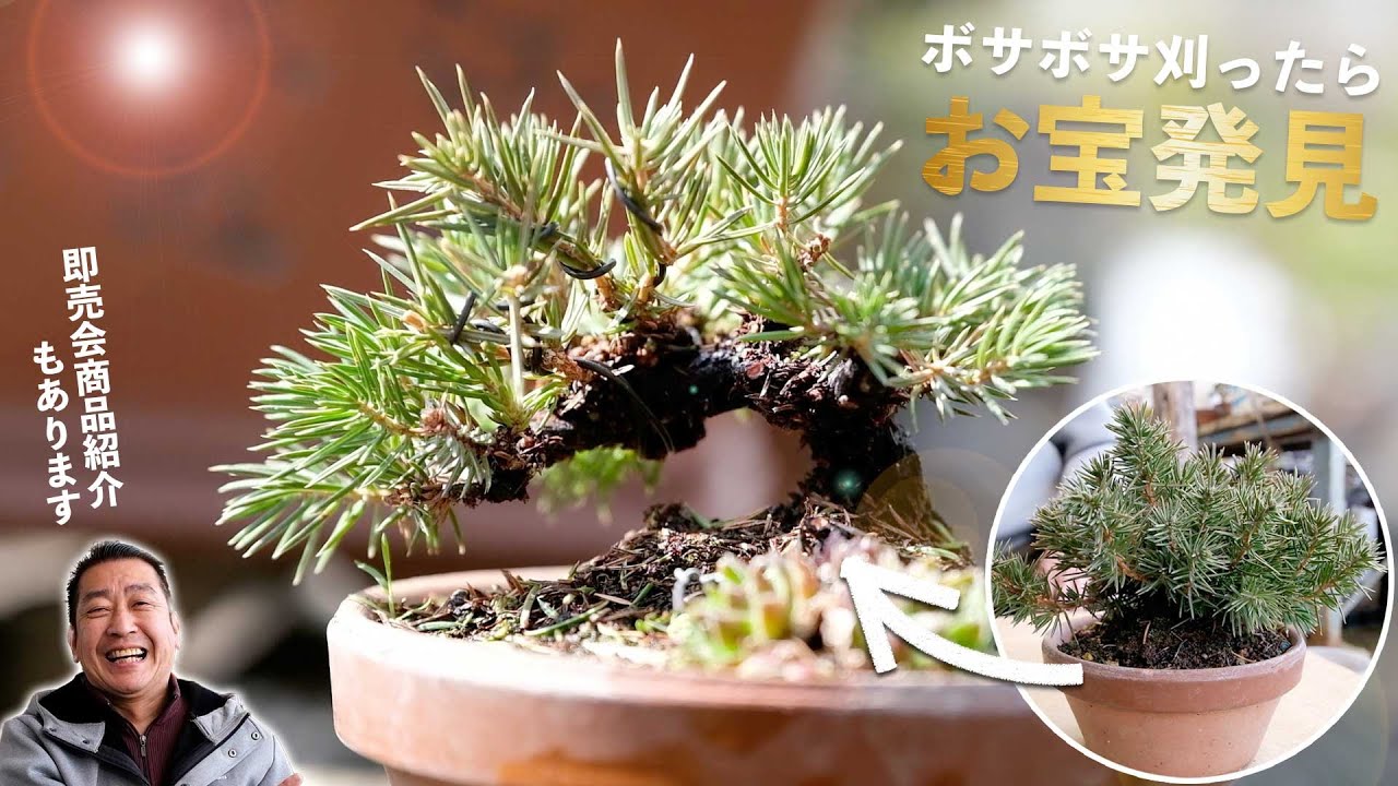ボサボサの杜松を刈り込んだら将来性のある良い木になりました。【盆栽Q】