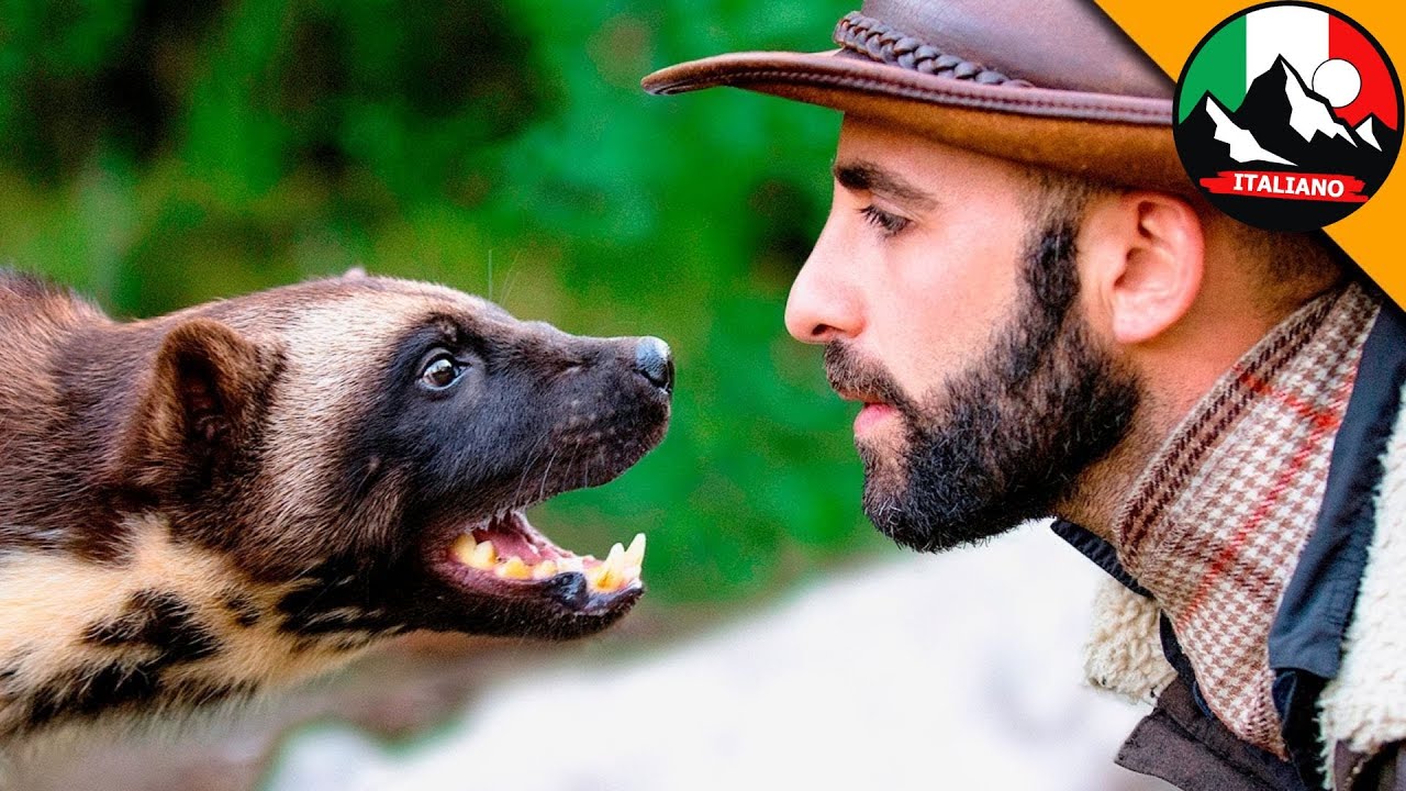 FACCI A FACCIA con un GHIOTTONE! Preparatevi per uno scontro epico con Wolverine! | Brave Wilderness
