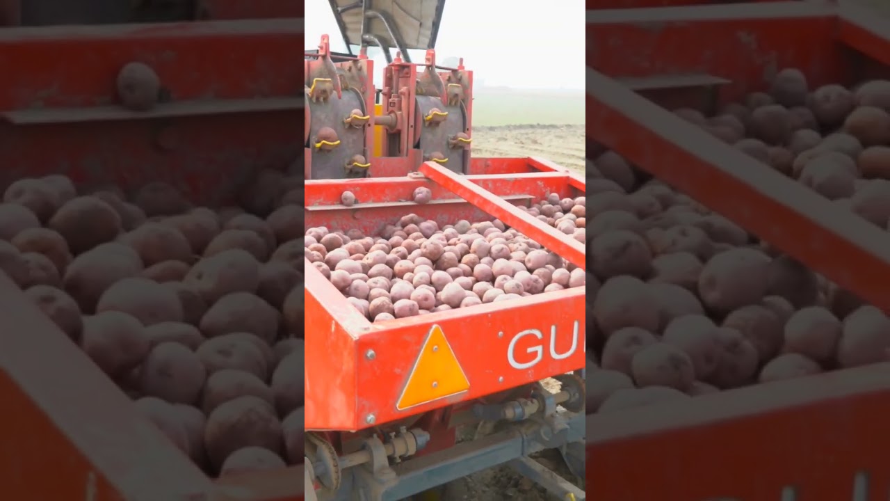 Automatic Potato planter 48 inch Bed  9814400791  Subscribe  YouTube Channel Gurdev Agro Industries