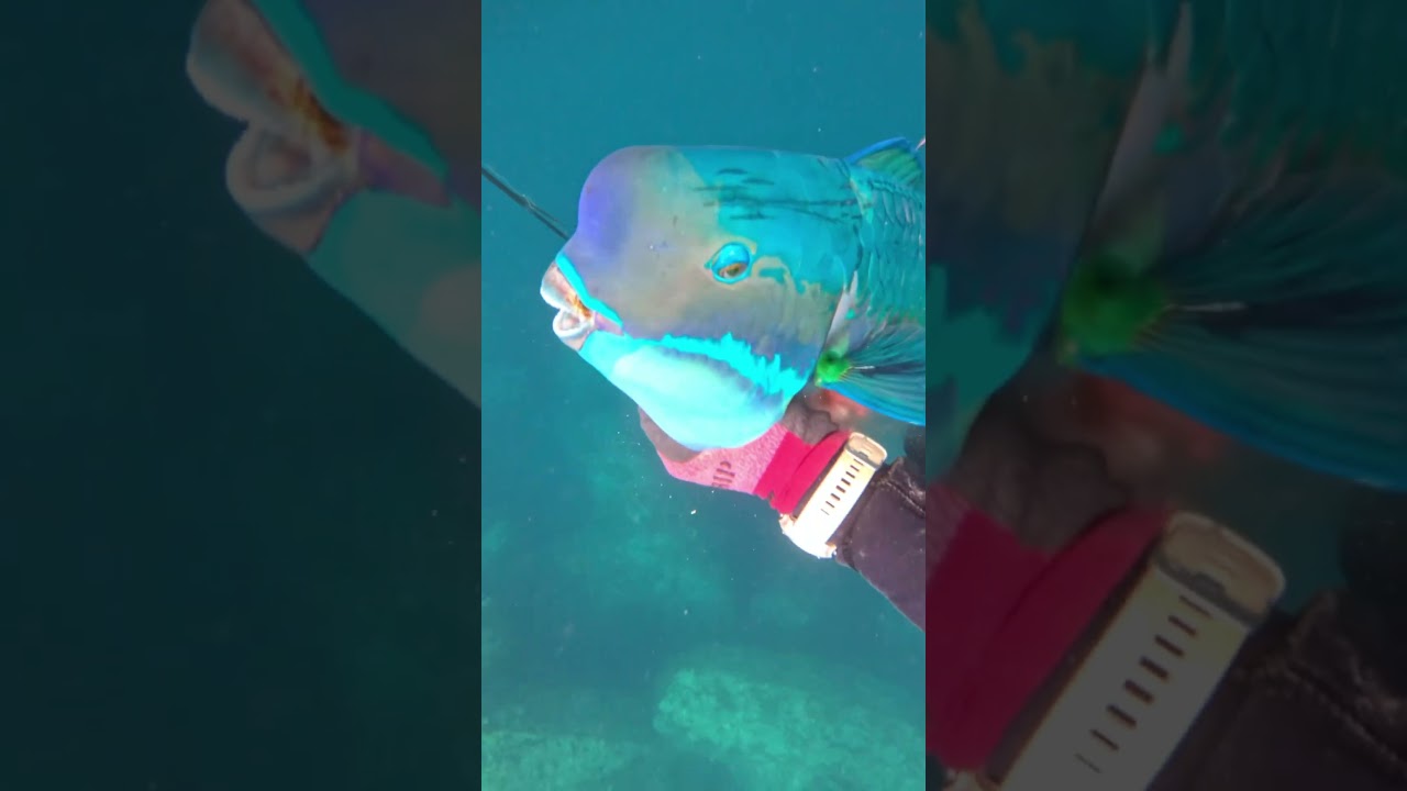 Spearfishing in Okinawa #catchandcook #spearfishing #diving #hawaii