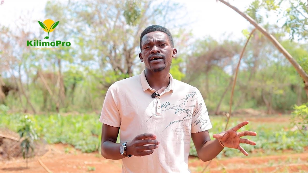 MALISHO YA KUPANDWA, CHAKULA CHA MIFUGO, MBUZI, NG'OMBE, KUKU, UFUGAJI KIBIASHARA, Kilimopro