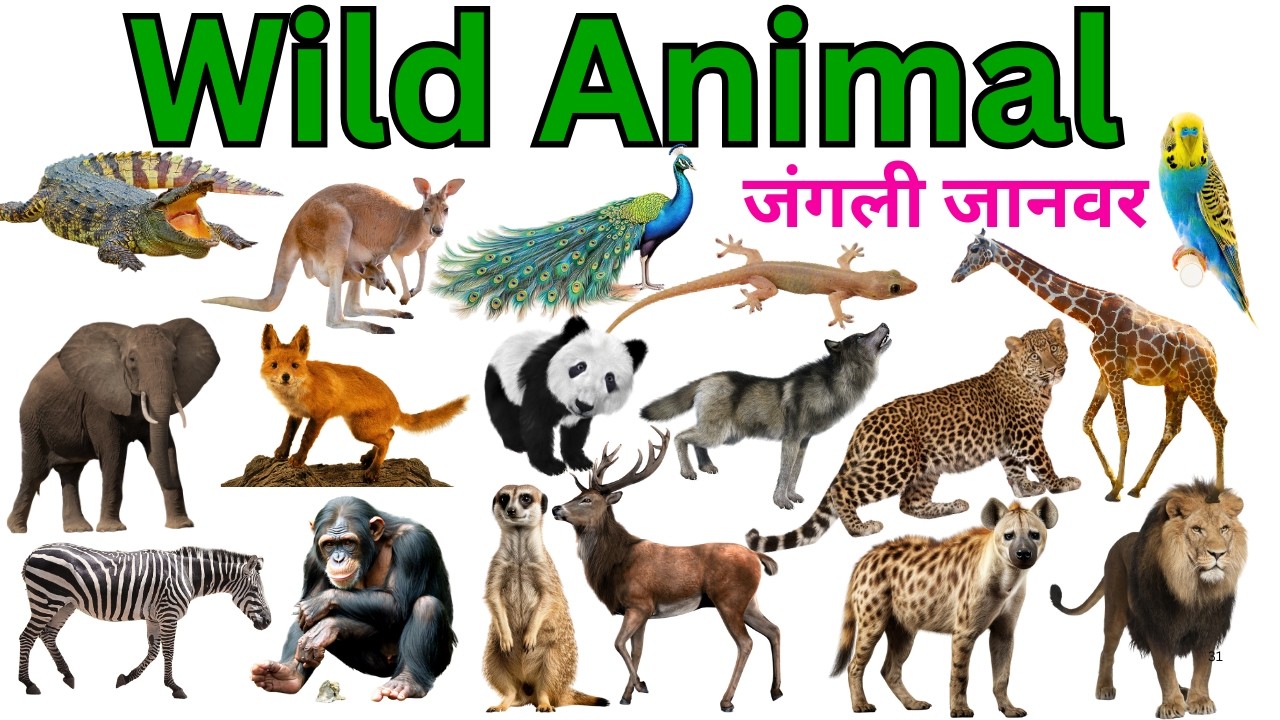 Wild Animals | Wild Animal names | Learn Wild Animals | Wild Animals for kids #wildanimals #animals