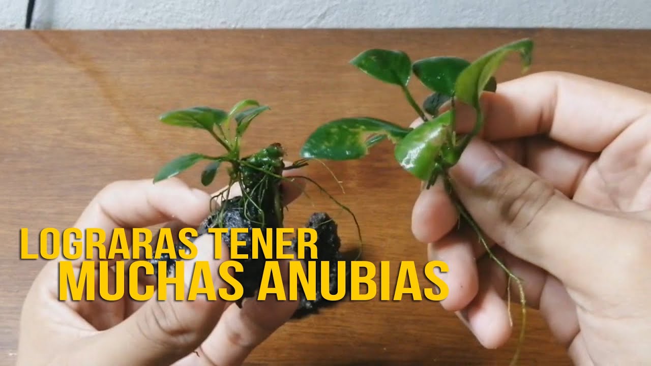 Cómo Reproducir Anubias Facil Y Rapido