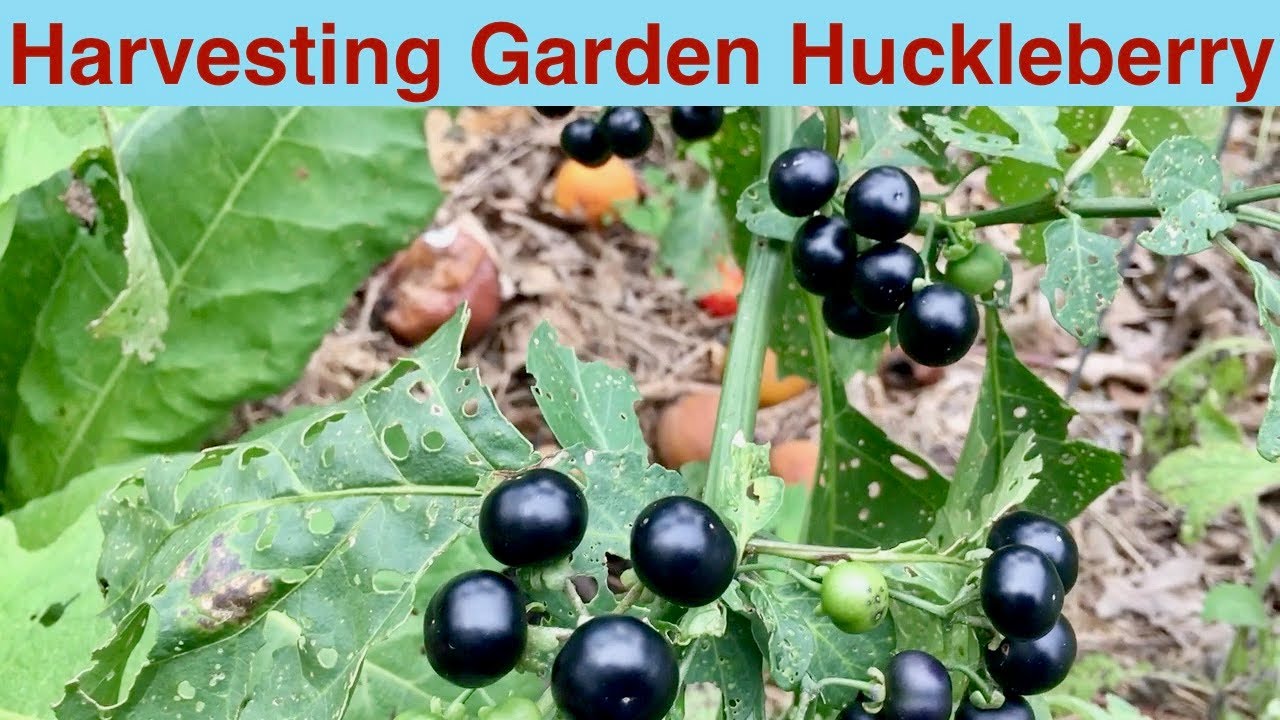 Harvesting Garden Huckleberry