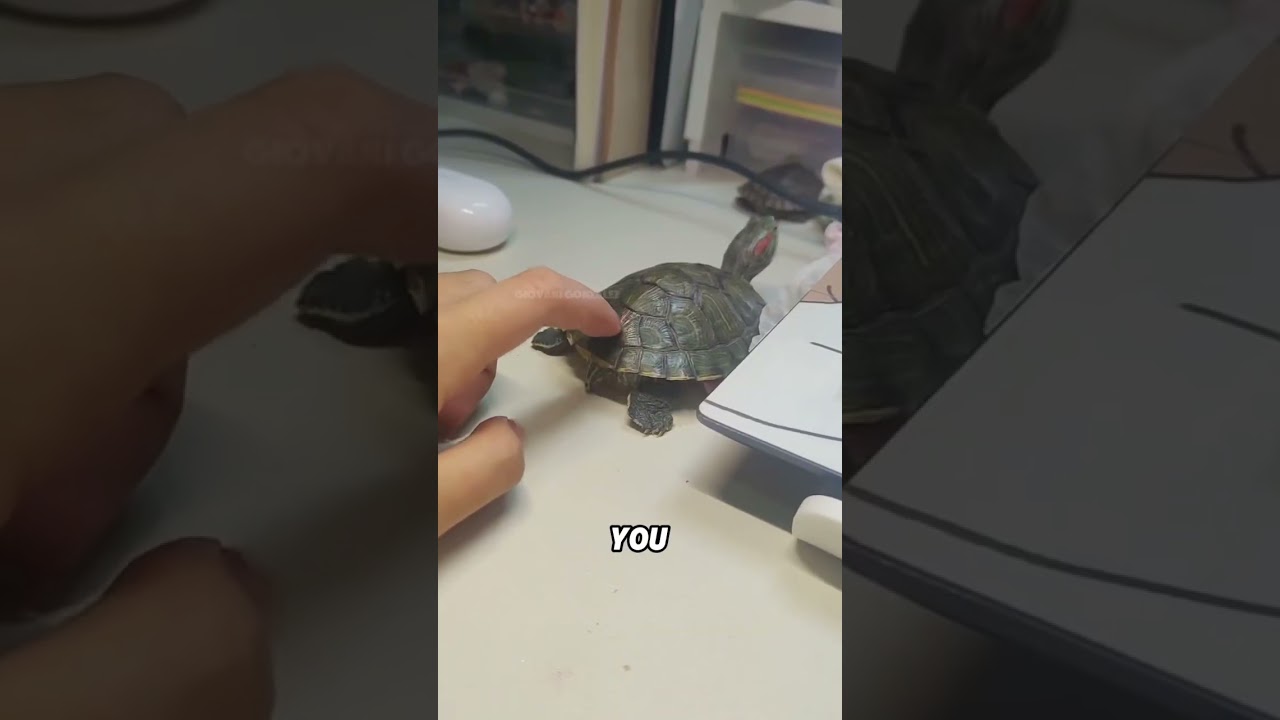 Why do turtles twist their bodies unconsciously when they encounter water?#animals #funny #turtle