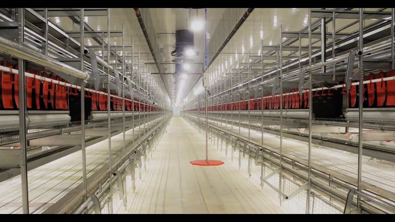 Facco Libera Casa - Layers Cage Free System