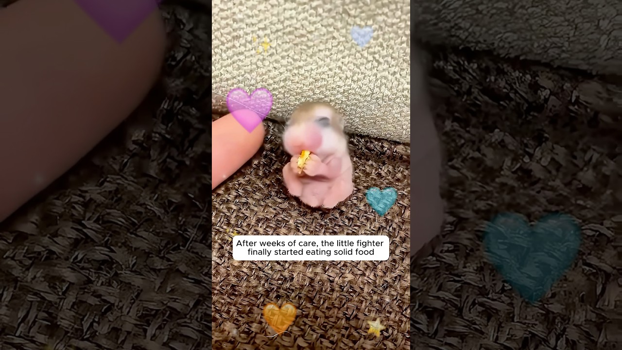 This woman rescued a helpless baby hamster on a rainy road and then...