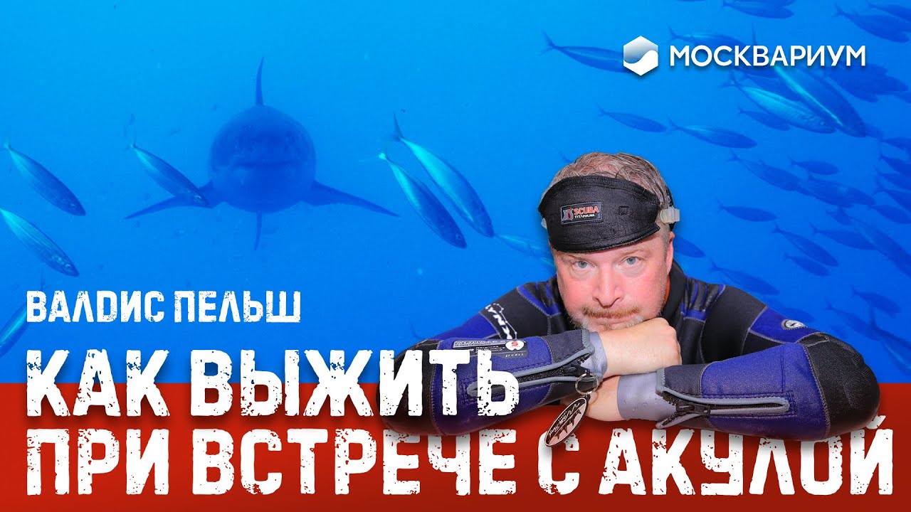 КАК ВЫЖИТЬ ПРИ ВСТРЕЧЕ С АКУЛОЙ // Валдис Пельш о фильме &laquo;Большой белый танец&raquo;