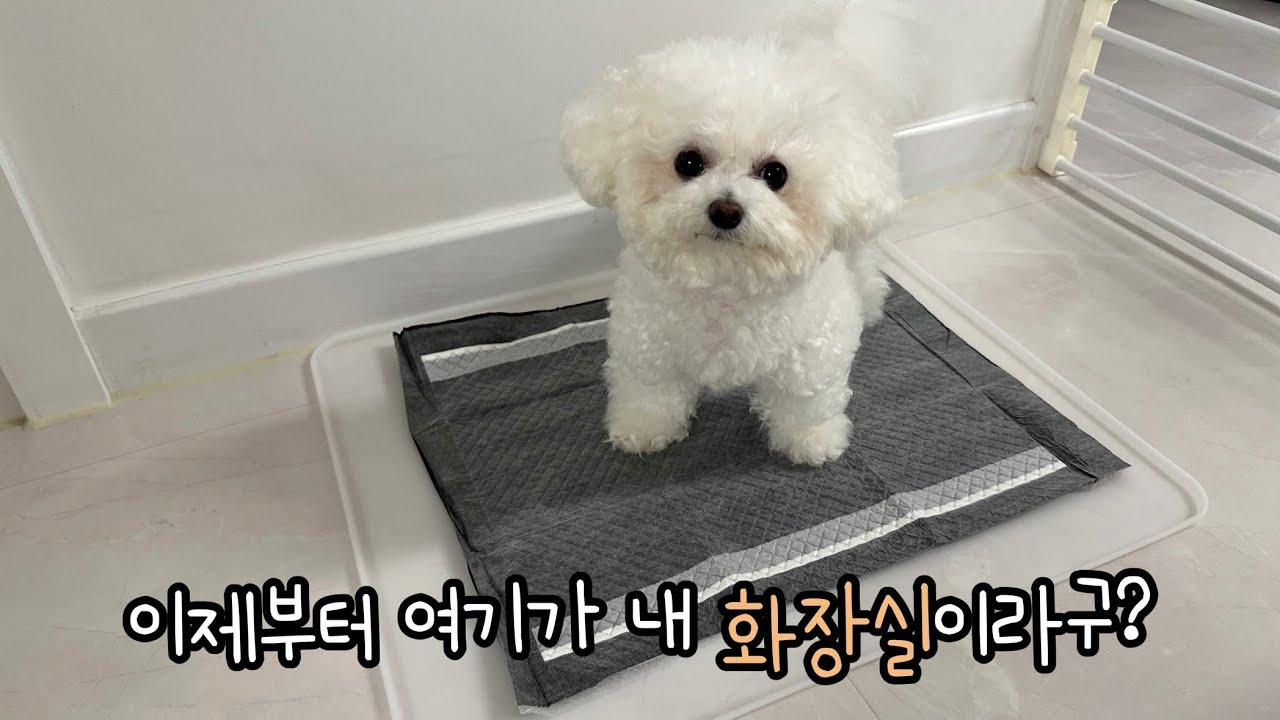 강아지 배변패드 자리 바꾸기 | 장판 소변 자국 | 강아지 실리콘 배번매트