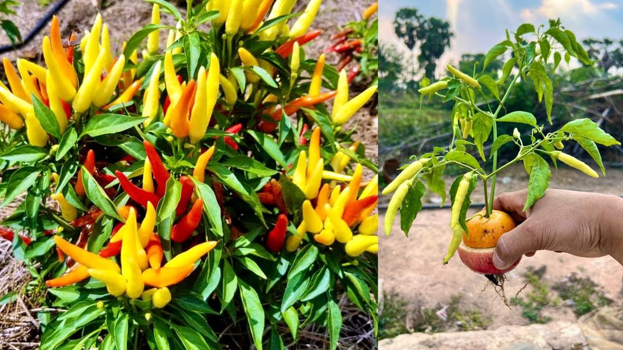 Easy ways to grow peppers for more results