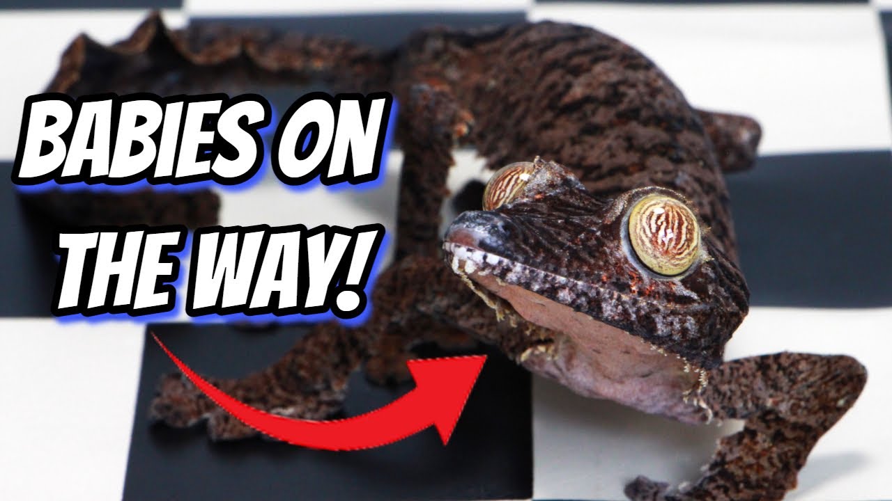 Leaf-Tailed Gecko Breeding Plans 2024 (Uroplatus)