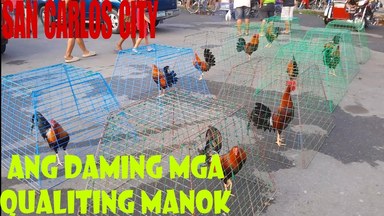 June 15, 2024 Presyo ng manok sa San Carlos City LIVESTOCK MARKET sa PANGASINAN #livestockmarket