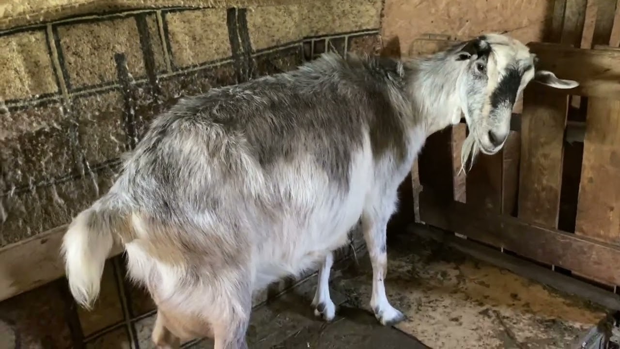 Окот Фанты!