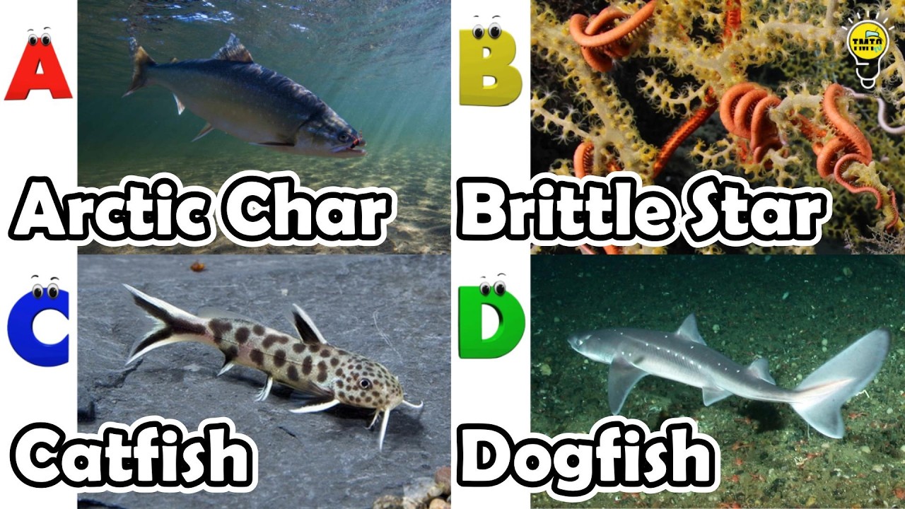 ABC Sea Animals Song 🦀 Phonics Alphabet for Kids | Learn ABCs Underwater