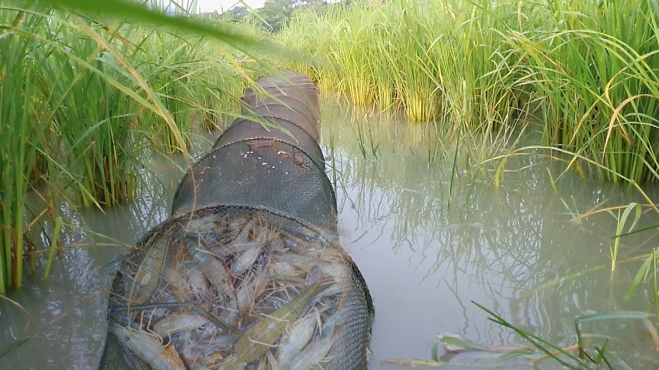 চায়না জাল দিয়ে মাছ ধরা। Best China Net Trap। অদ্ভুত মাছ ধরার ফাঁদ। চায়না দুয়ার/চাই/ জাল। Sajib Gazi