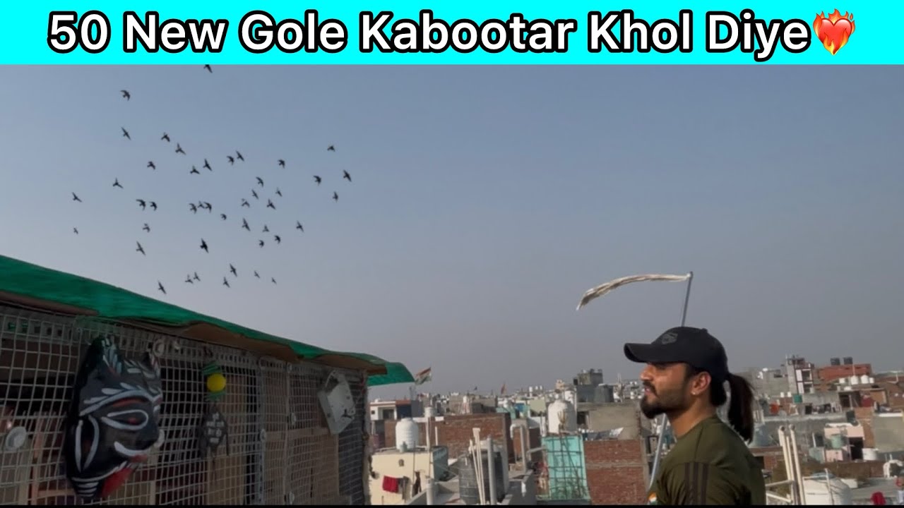 Arun bhai k kabootar new sokh colony me❤️‍🔥