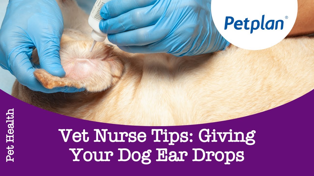 How To Give Ear Drops To Dogs - Petplan