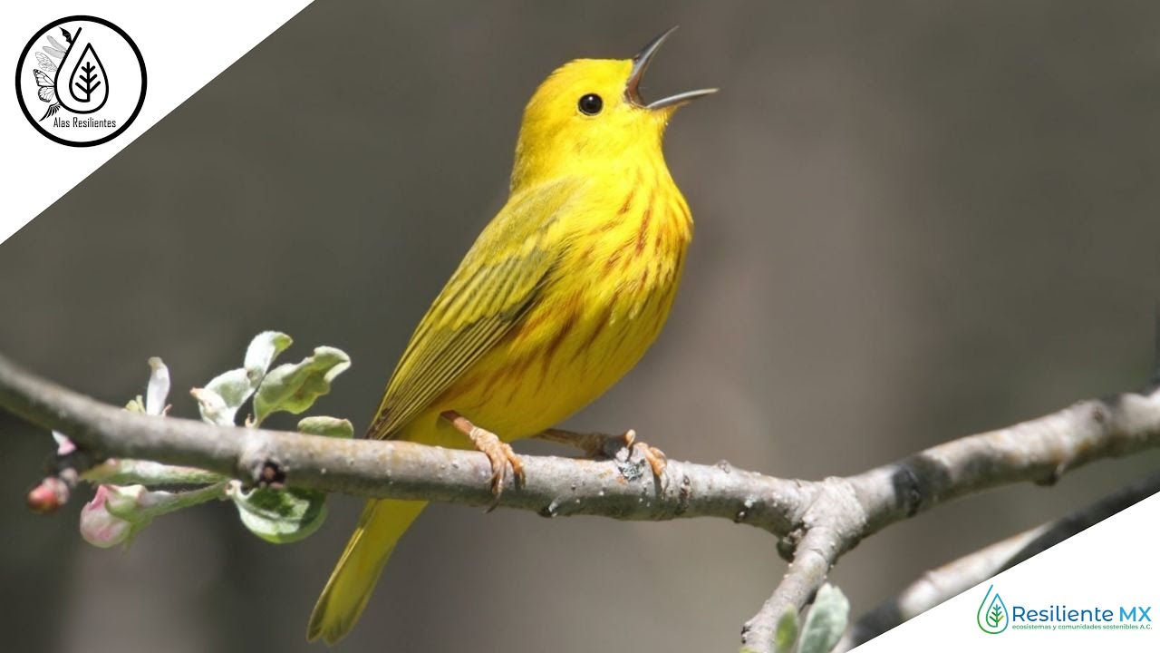 CANTO, VOZ y LLAMADOS Chipe Amarillo 