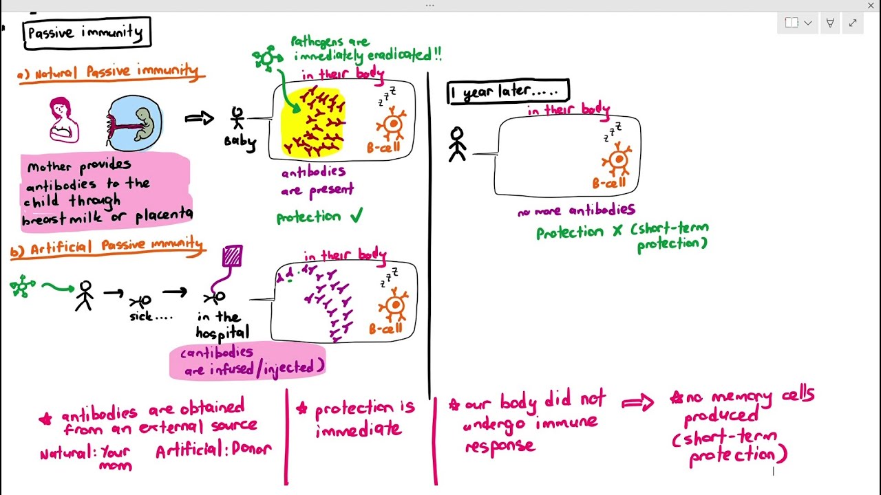 11-10 Passive Immunity (Cambridge AS A Level Biology, 9700)