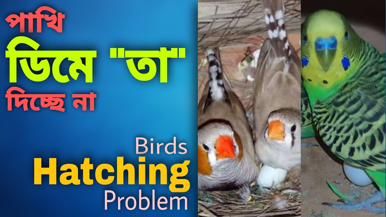 পাখি ডিমে তা দিচ্ছে না | Birds Breeding Tips (V- 162)