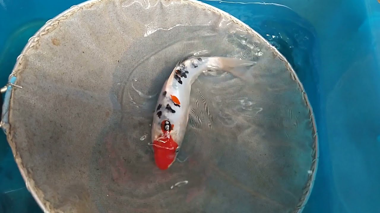 Koi