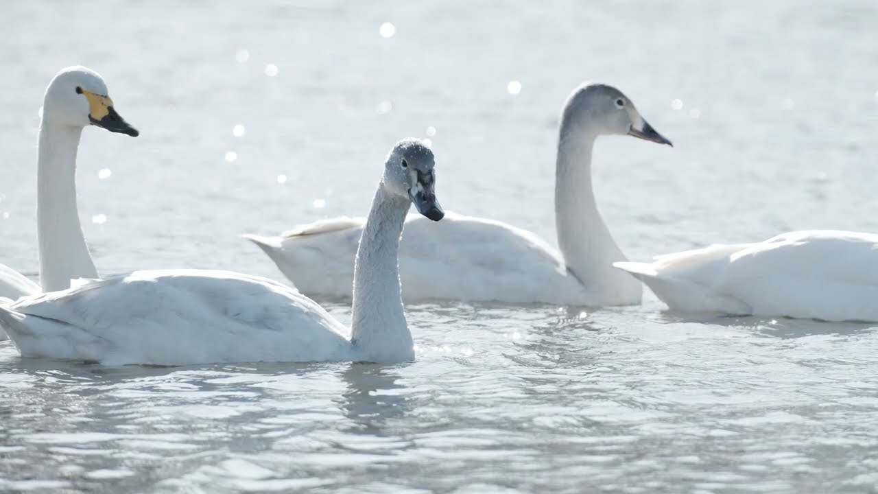 かわじまハクチョウ　鳥の本当の大きさ　SWAN
