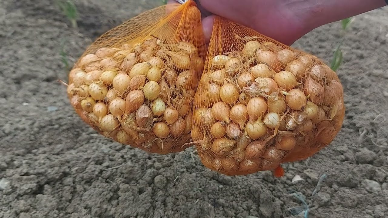 Когда сажают лук? Какое идеальное время для посадки лука-севка?