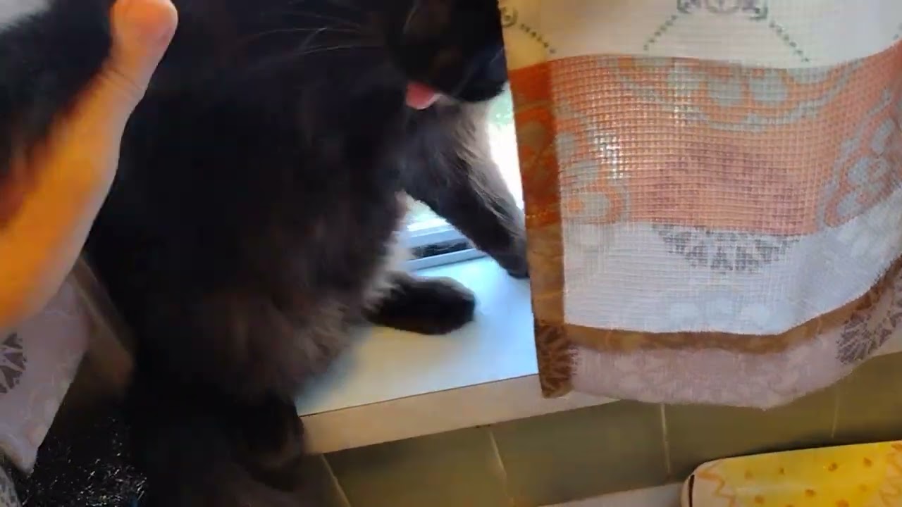 Helpful Cat Advice-- Danger !!...Kitty🐈Cats !! AND Best Way to Cut Their Claws (Nails) (vid 1of2)