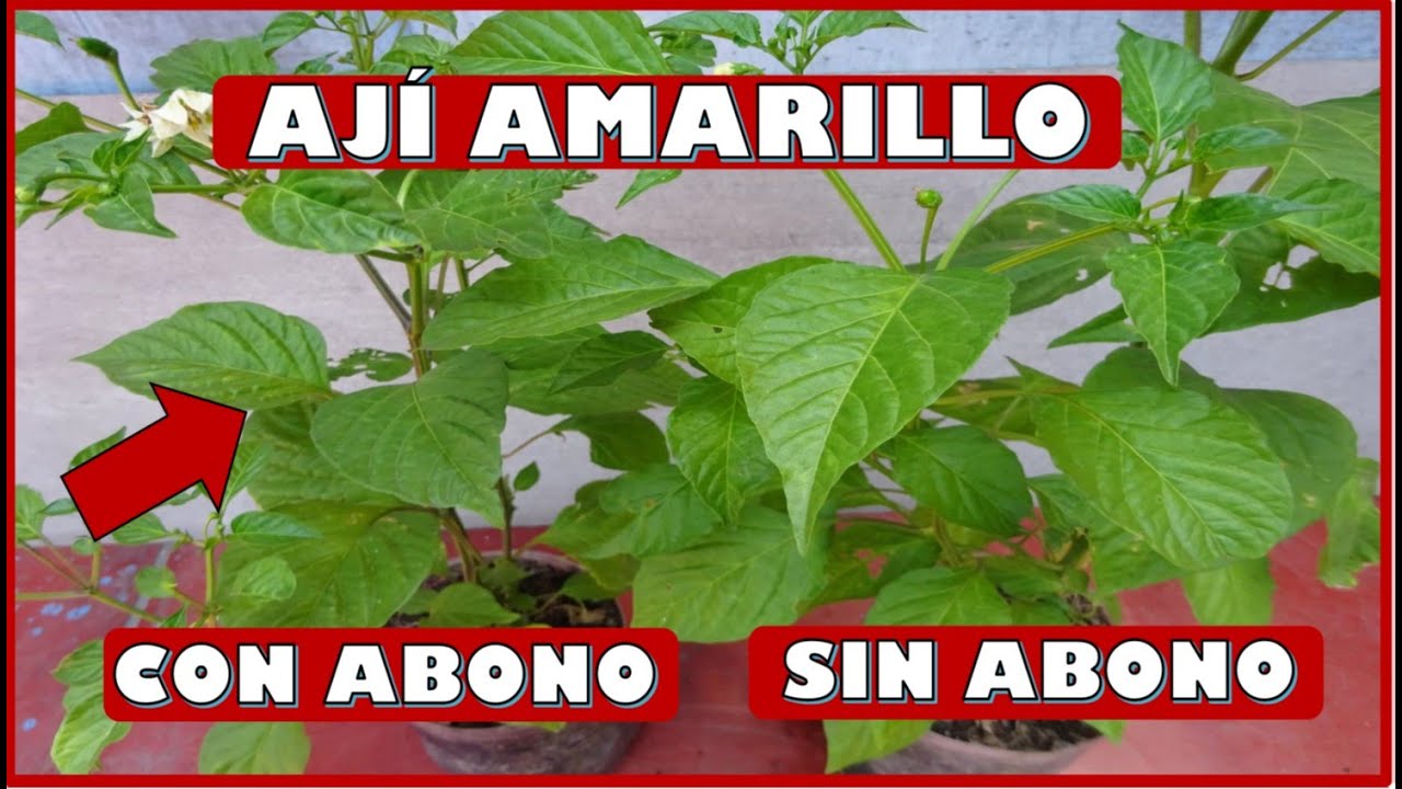 COMO EL ABONAMIENTO INFLUYE EN LA COSECHA DE AJÍ AMARILLO