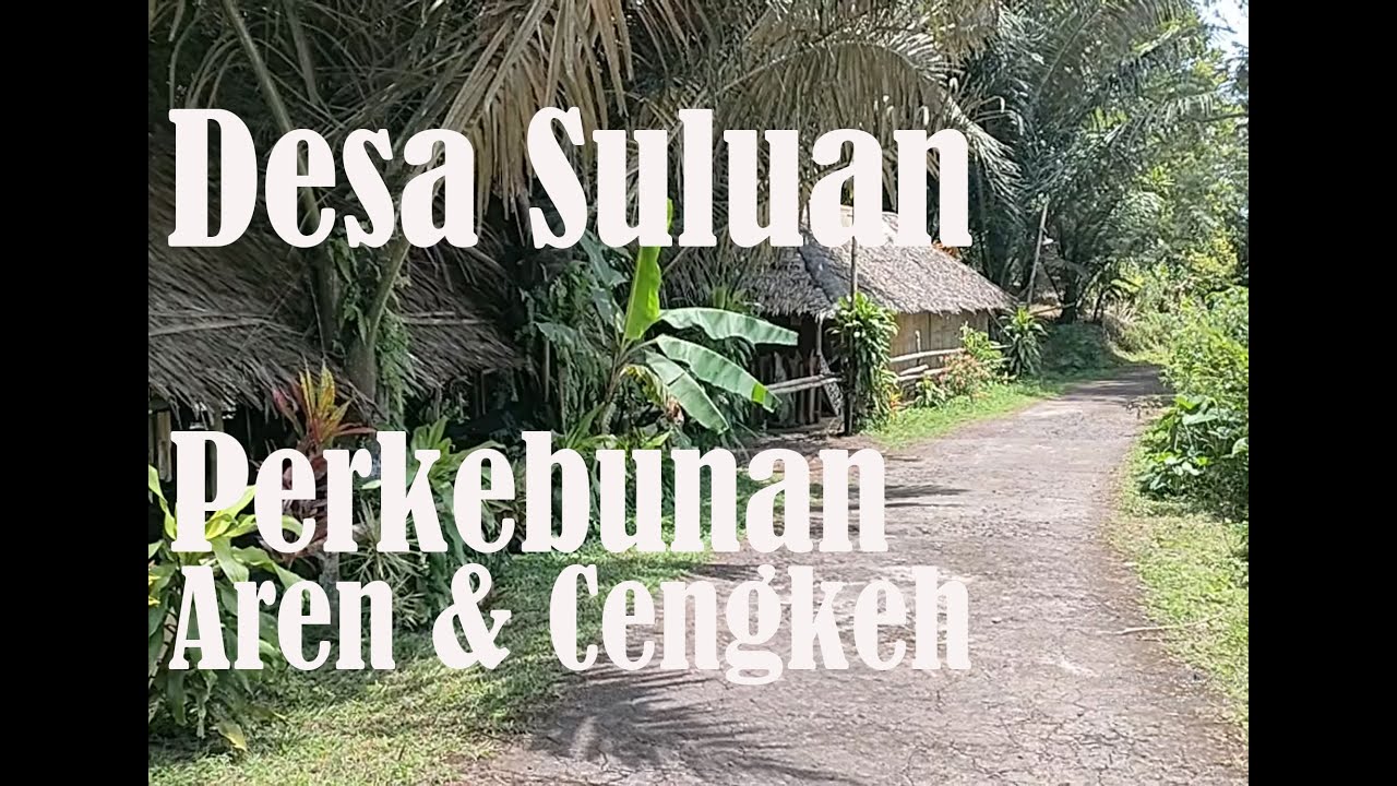 PERKEBUNAN CENGKEH & POHON AREN DESA RUMENGKOR  & SULUAN, INGAT PANEN CENGKEH PADA BULAN AGUSTUS