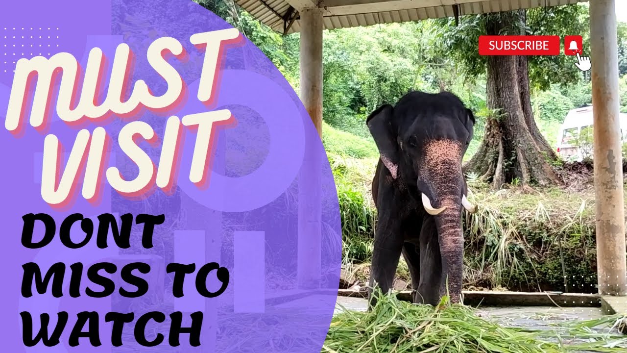 Elephant rescue and training camp konni  kerala, travel diary, beauty of elephants,training camps,