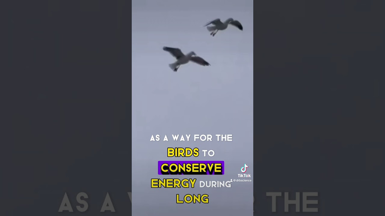 Tidal Flocking #seagull #biology #animalbehavior #education #science #drbscience