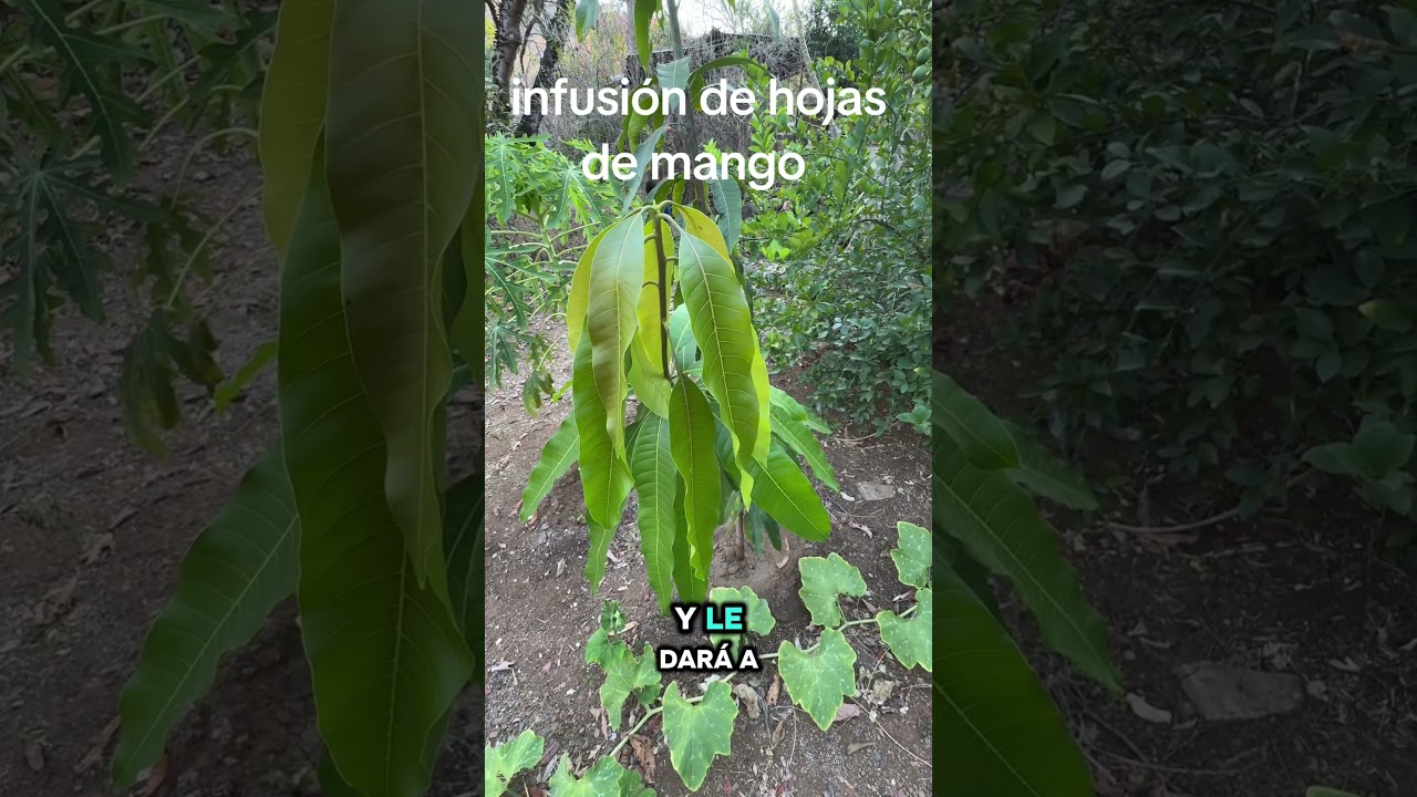 🌿 Infusi&oacute;n de hojas de mango 🍵🌱#Infusi&oacute;nNatural #HojasDeMango #RemediosCaseros #SaludNatural