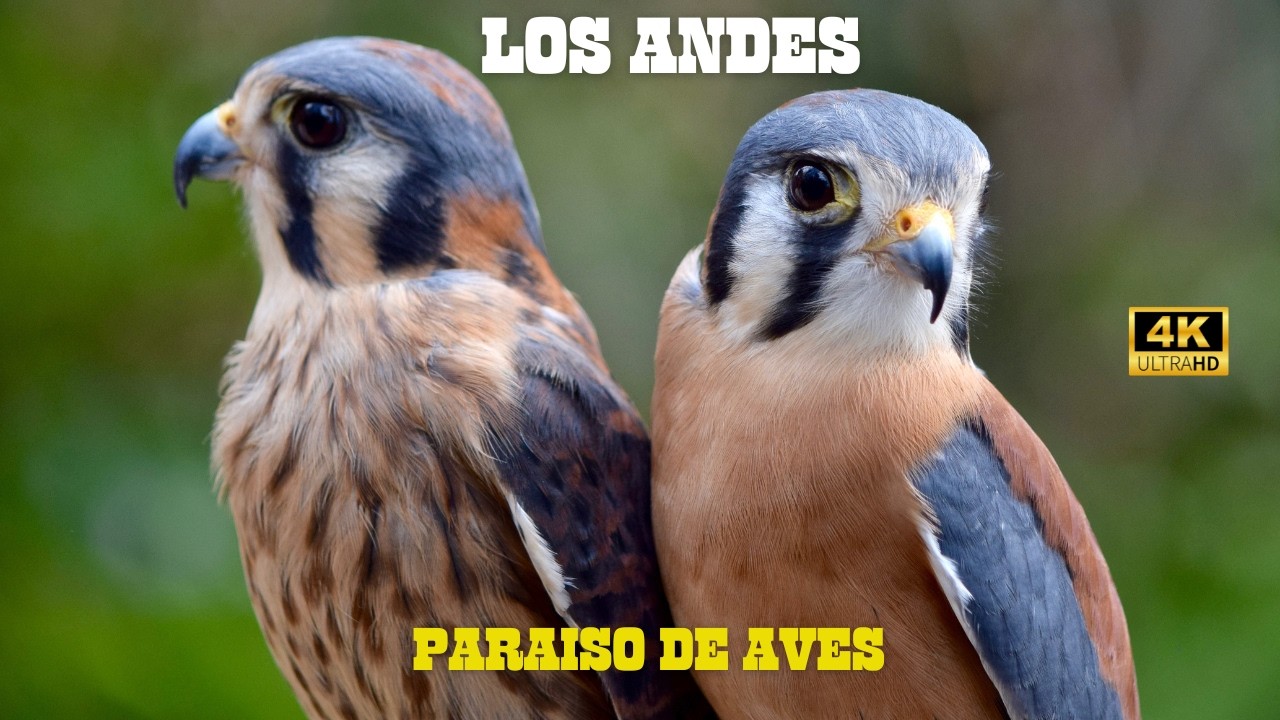 LOS ANDES: Para&iacute;so de Aves HERMOSAS | DOCUMENTAL Episodio 1