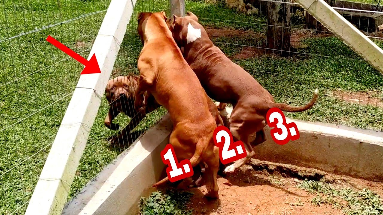 EL TORO FOI DESAFIADO POR 3 PIT BULLS E O PAU QUEBROU | Dragons Pit Kennel