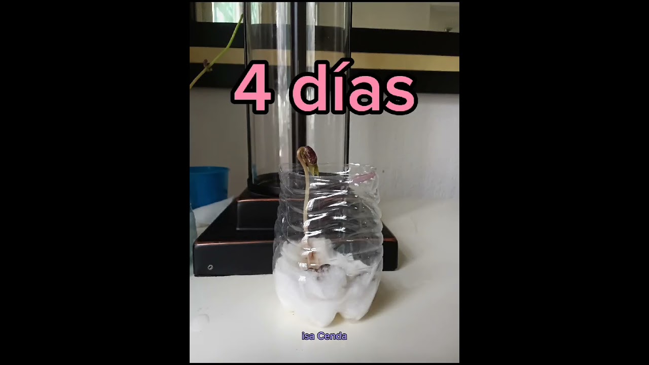 Crecimiento de planta de frijoles 🌱🫘 #germinar #frijol