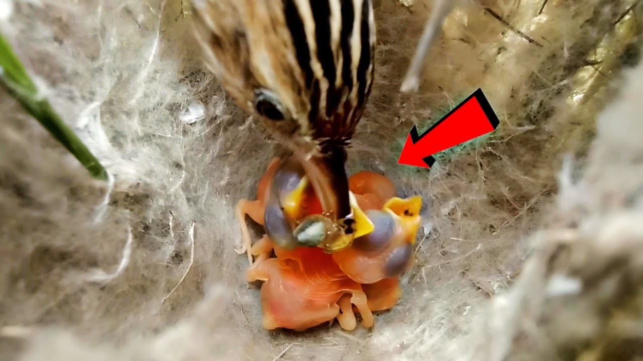 Zitting Cisticola Bird Babies: Life Inside the Nest @AnimalsandBirds107