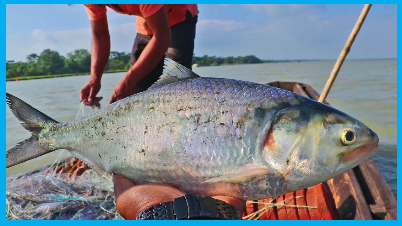 Amazing Fast Hilsa Fishing Skill (PART 103) - Catching Hilsa Fish Big in the River