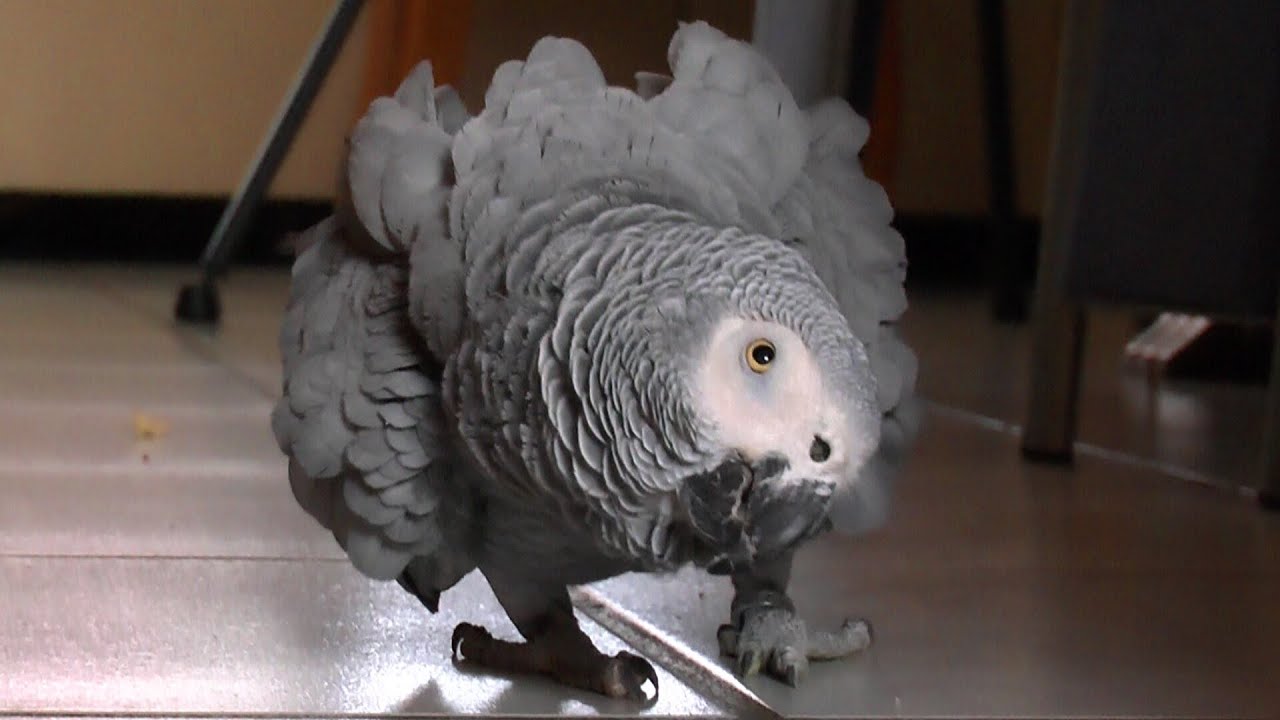 Grey Parrot, Graupapagei Coco hat eine große Klappe