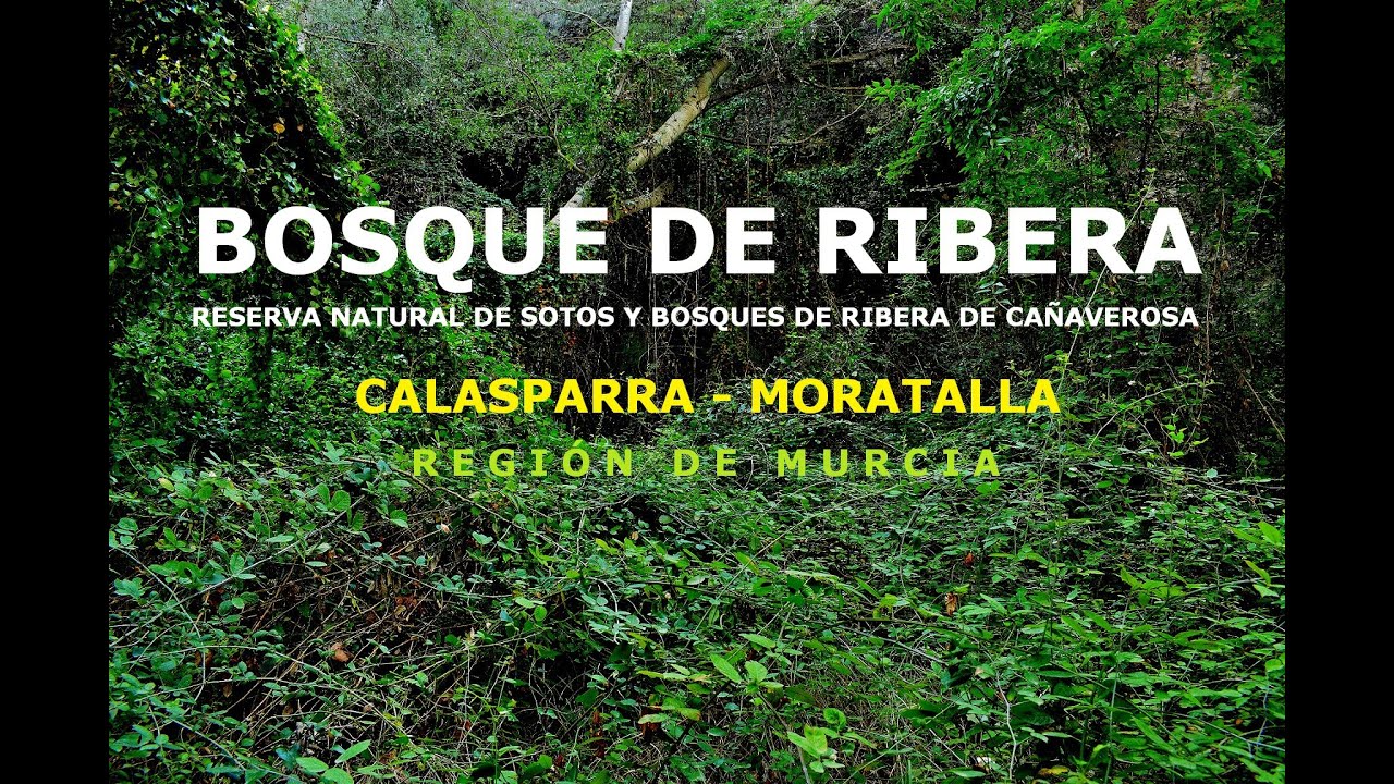 BOSQUE DE RIBERA DE CAÑAVEROSA