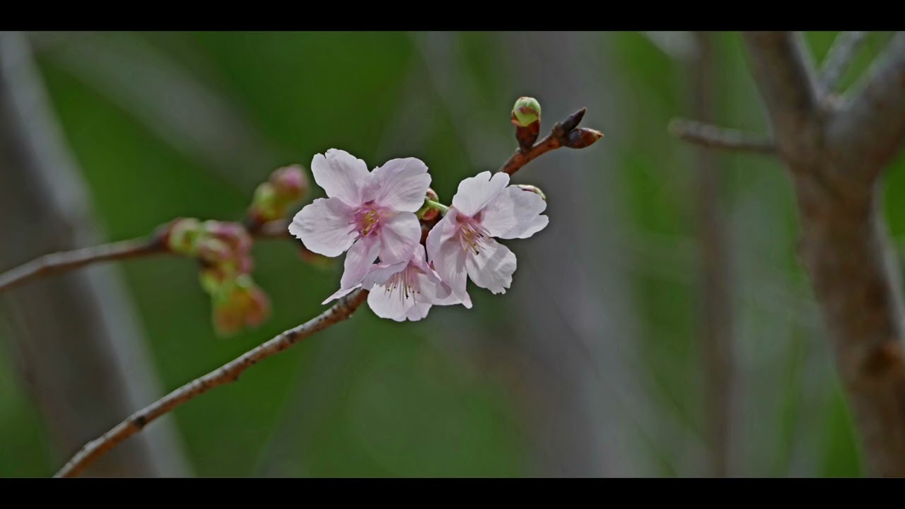 櫻花賞 - 石門 [安景街公園]