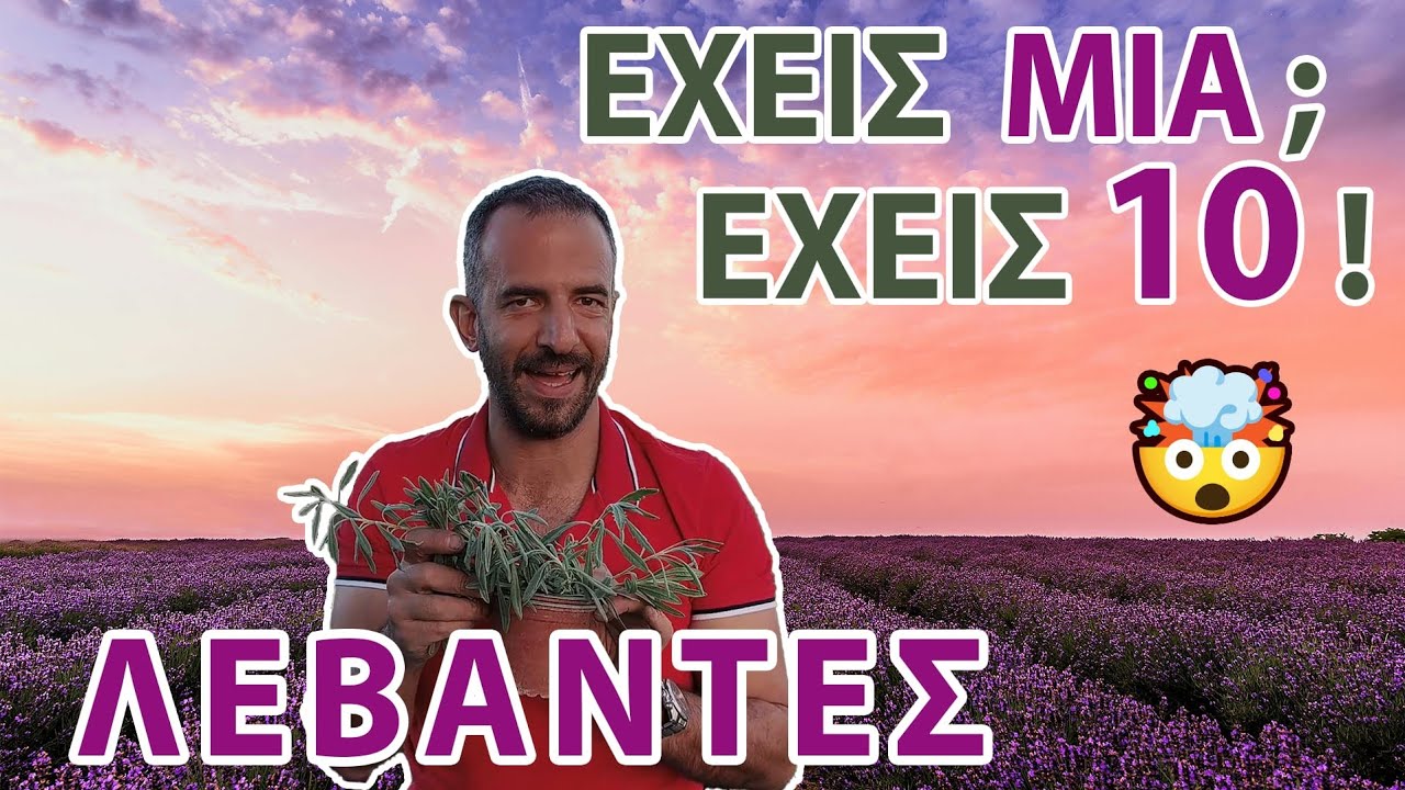 🪻ΛΕΒΑΝΤΑ Πολλαπλασιασμός! Έχεις 1; Έχεις 10! Αρωματικά & Μελισσοκομικά φυτά στον Κήπο με μοσχεύματα!
